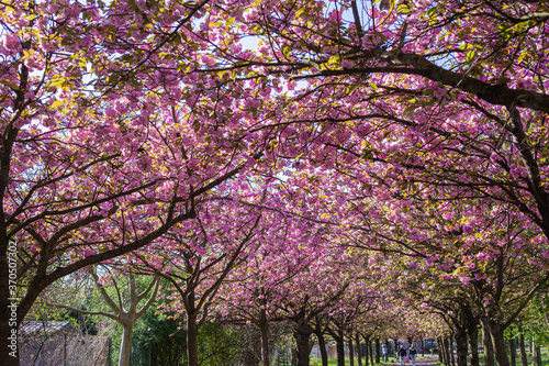 Ciliegi, natura e colori in primavera, strada sporca in mezzo al bosco e fiori di ciliegio