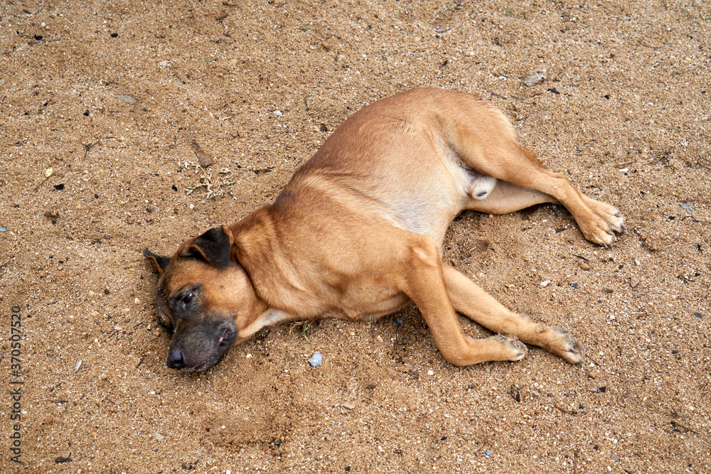 The dog sleeps on the sand The dog sleeps on the sand