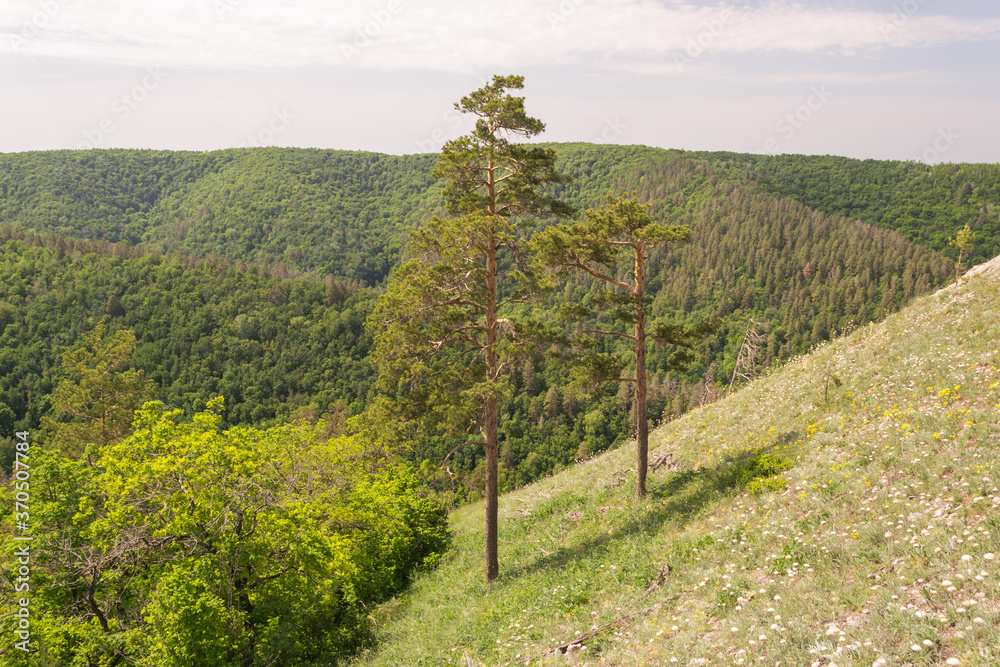 Obraz premium Zhigulevsky state reserve