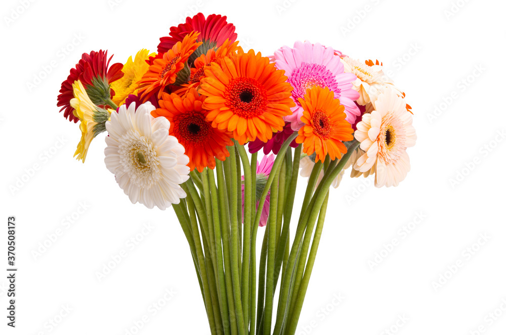 Obraz premium gerbera bouquet isolated