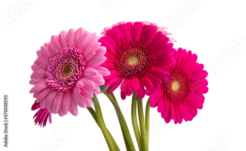 gerbera bouquet isolated