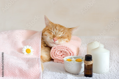 Sleeping cat on a massage towel. Also in the foreground is a bottle of aromatic oil, candles  and chamomile flowers. Concept: massage, aromatherapy, body care.
