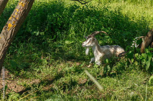 Fototapeta Naklejka Na Ścianę i Meble -  A white horned goat lies in the shade of a tree on a green meadow.