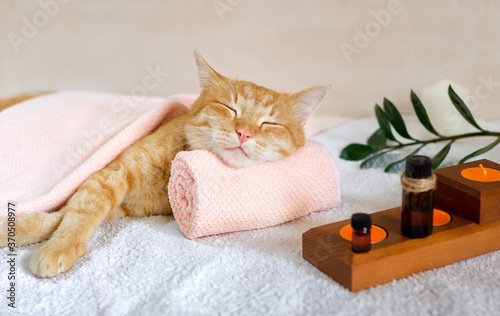 A cat sleeps resting his head on a towel on a massage table while taking spa treatments, massage oil, relax