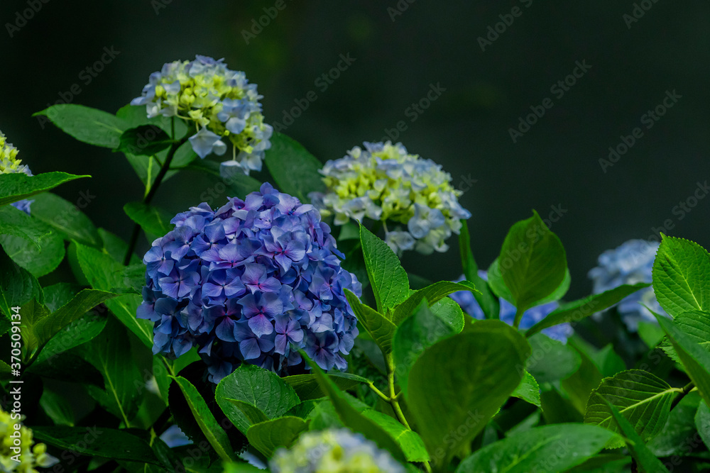 Beautiful purple and blue color Hydrangea macrophylla flowers in the garden at early summer. Beautiful purple and blue color Hydrangea macrophylla flowers in the garden at early summer.