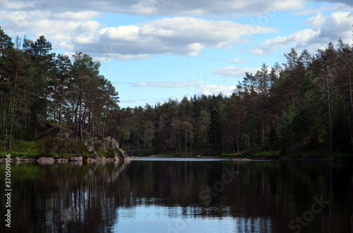 Forest on a summer day in Central Norway