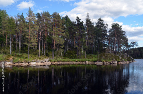 Fototapeta Naklejka Na Ścianę i Meble -  Forest on a summer day in Central Norway