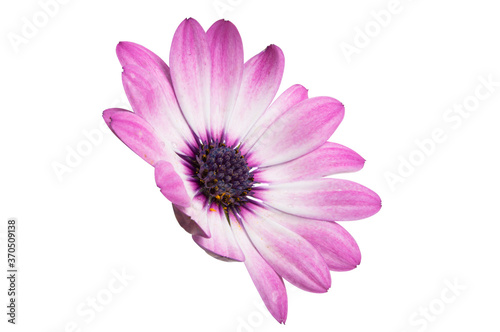 Osteosperumum Flower Daisy Isolated