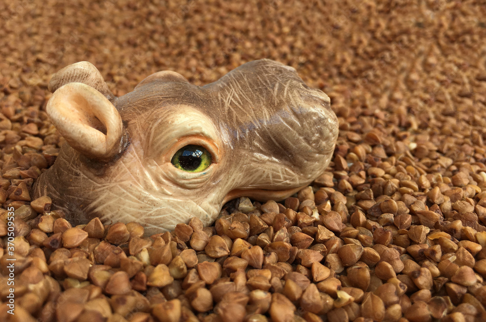 Obraz premium funny head of hippopotamus and buckwheat