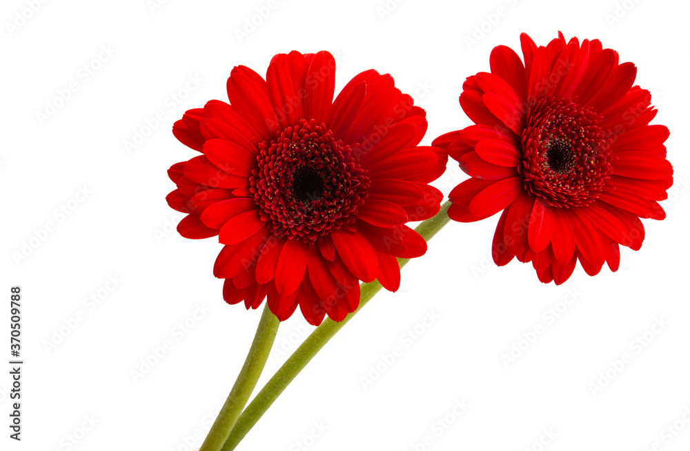 red gerbera isolated