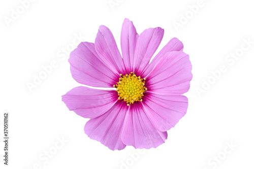 Pink Cosmos flower isolated on white background. Ornamental beautiful blooming garden plant Cosmos bipinnatus.
