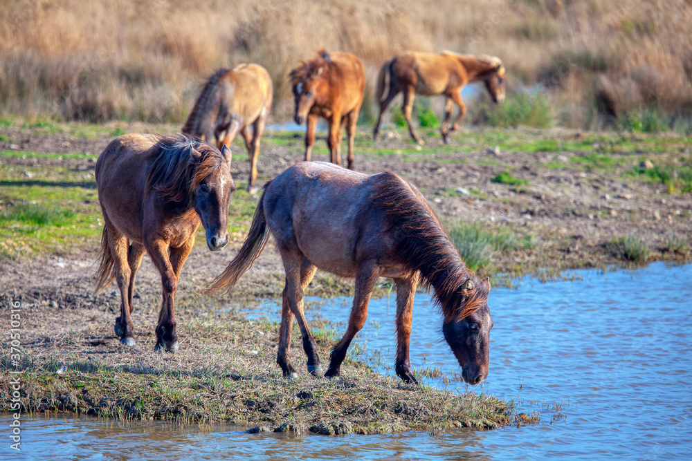 Scenery with Wild horse . Mustangs in the wild Scenery with Wild horse . Mustangs in the wild