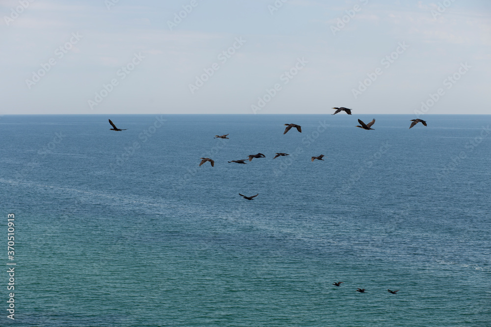 Phalacrocoracidae is a aquatic birds commonly known as cormorants and shags. The flock is flying over the black sea. Phalacrocoracidae is a aquatic birds commonly known as cormorants and shags. The flock is flying over the black sea.