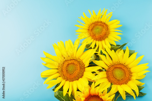 Sunflower flowers are yellow on a blue background.