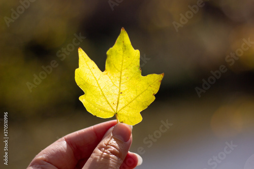 Yellow maple leaf in hand with blur background
