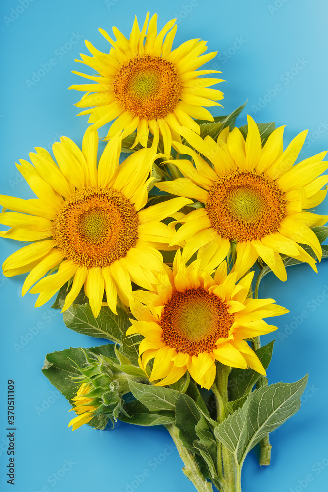 Obraz premium Sunflower flowers are yellow on a blue background.