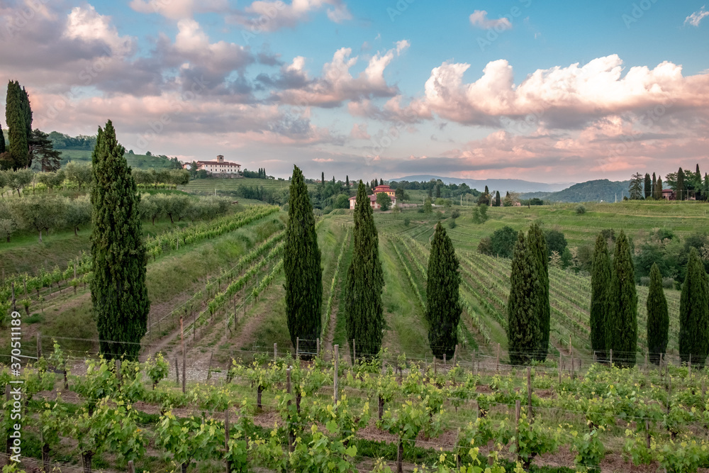 Spring stormy sunset in the vineyards of Collio Friulano, Friuli-Venezia Giulia, Italy Spring stormy sunset in the vineyards of Collio Friulano, Friuli-Venezia Giulia, Italy