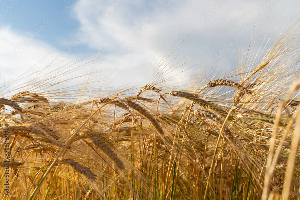 Agricultural field. Ripe ears of wheat on the background of the sunset. The concept of a rich harvest. Agricultural field. Ripe ears of wheat on the background of the sunset. The concept of a rich harvest.