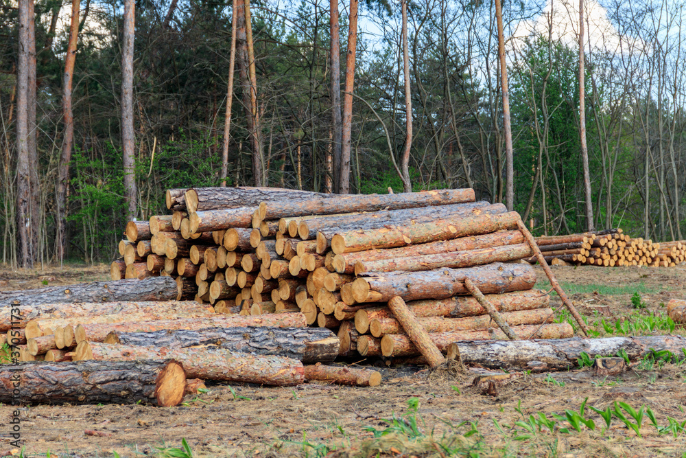 Stacked tree trunks felled by the logging timber industry in pine forest Stacked tree trunks felled by the logging timber industry in pine forest