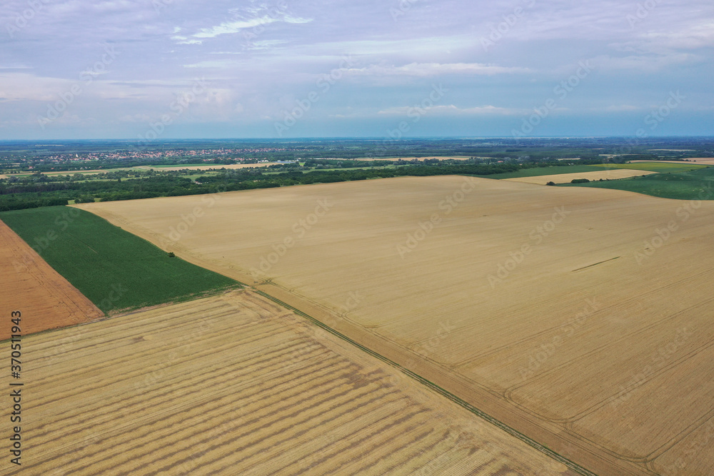 Rape (Brassica napus), ripe, dry rape in the field. agricultural oil production, Ripe dry rapeseed stalks before harvest in summer day. Drone shot from a height.
