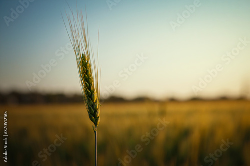 Field of wheat