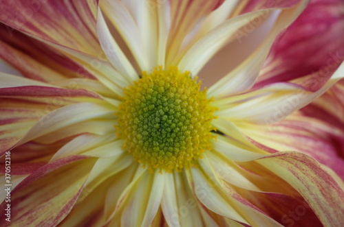 White and Light Purple Flower Center of Chrysanthemum  Ichimonji Giku  in Full Bloom 