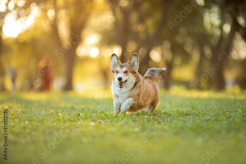 dog in the park runs  plays. Welsh corgi pembroke in nature  on the grass