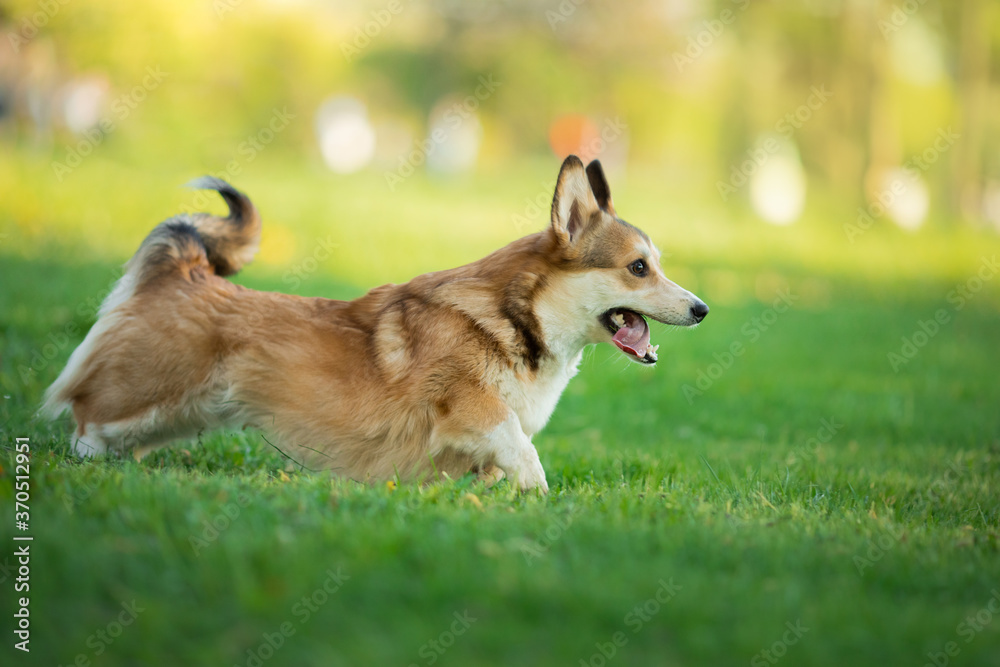 dog in the park runs, plays. Welsh corgi pembroke in nature, on the grass dog in the park runs, plays. Welsh corgi pembroke in nature, on the grass