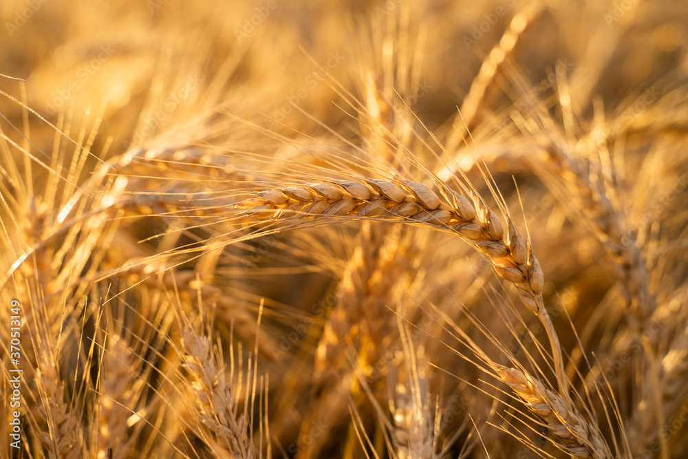 Agricultural field. Ripe ears of wheat on the background of the sunset. The concept of a rich harvest. Agricultural field. Ripe ears of wheat on the background of the sunset. The concept of a rich harvest.