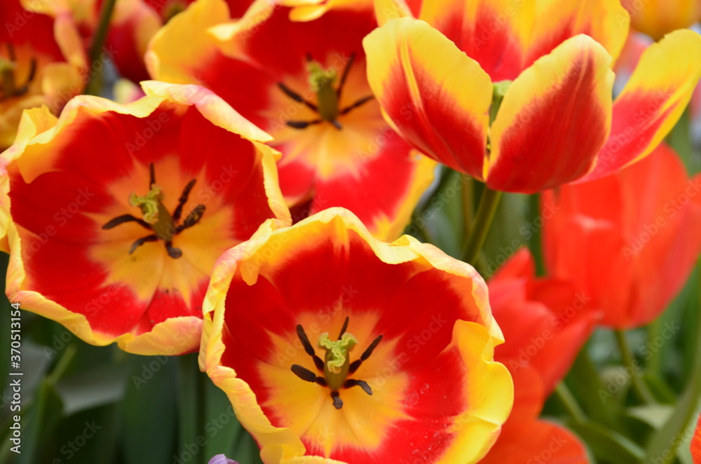 Spring flowers (tulips) in a garden Spring flowers (tulips) in a garden