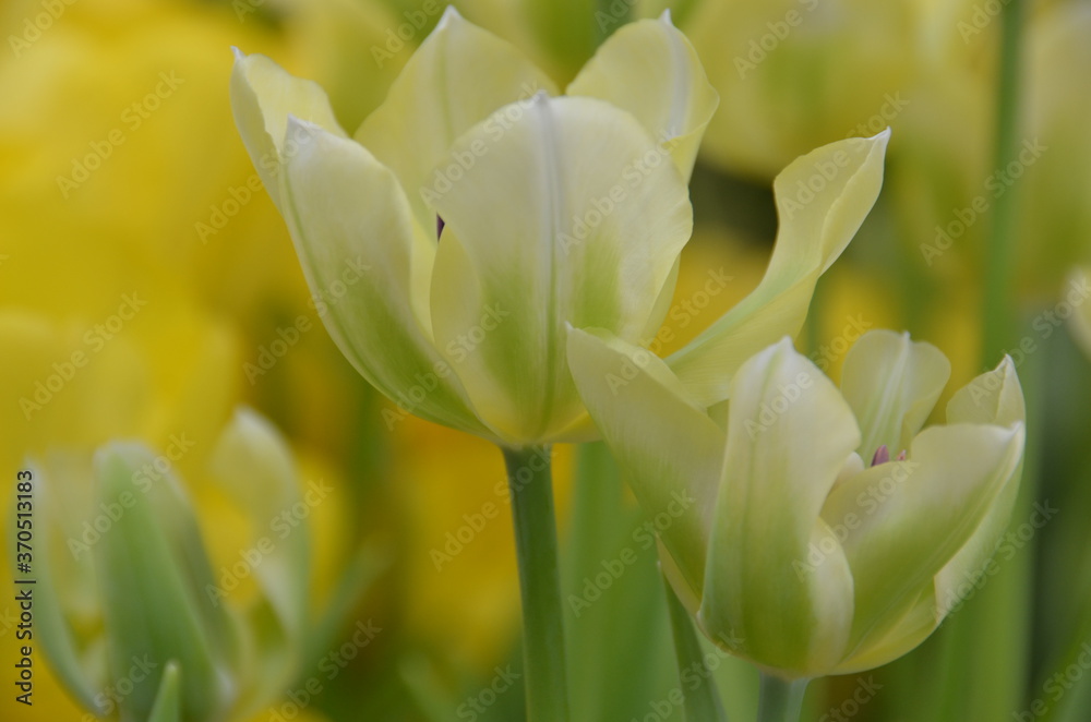Spring flowers (tulips) in a garden Spring flowers (tulips) in a garden