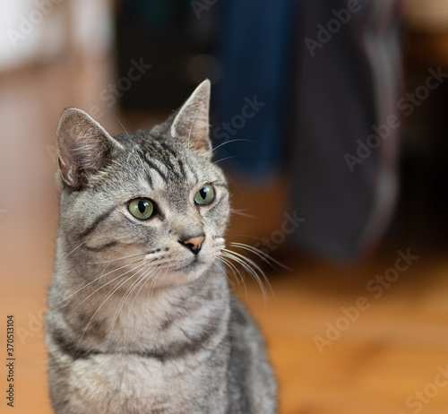 Fototapeta Naklejka Na Ścianę i Meble -  可愛い猫　　サバトラ猫