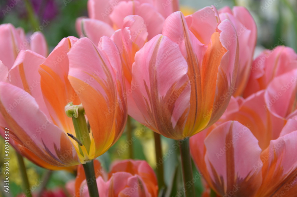 Spring flowers (tulips) in a garden Spring flowers (tulips) in a garden