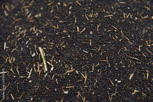 Freshly harvested oilseed rape, rapeseed, cereals. Rapeseed macro texture.