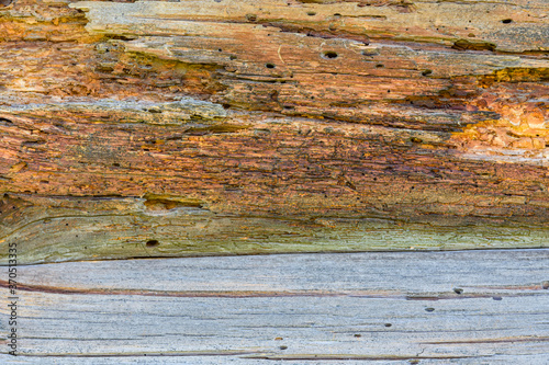 Texture of the logs. Wooden pattern for background