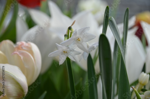 Spring flowers (daffodils) in a garden