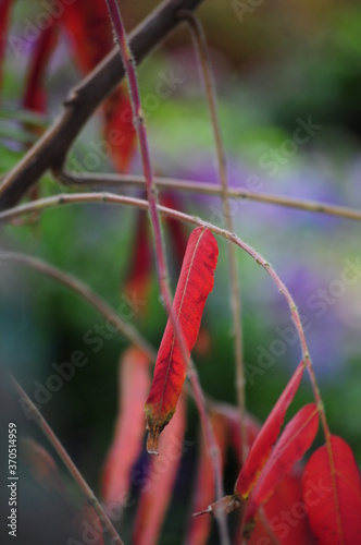 Red leaves of an unusual shape. Autumn picture.