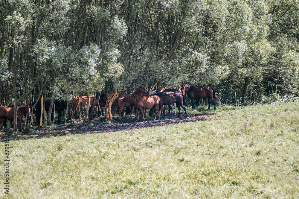 Stado koni chroniących się w cieniu pod drzewami - obrazy, fototapety, plakaty 
