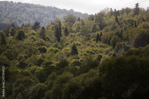 Las wierzchołki drzew z dalekiej perspektywy