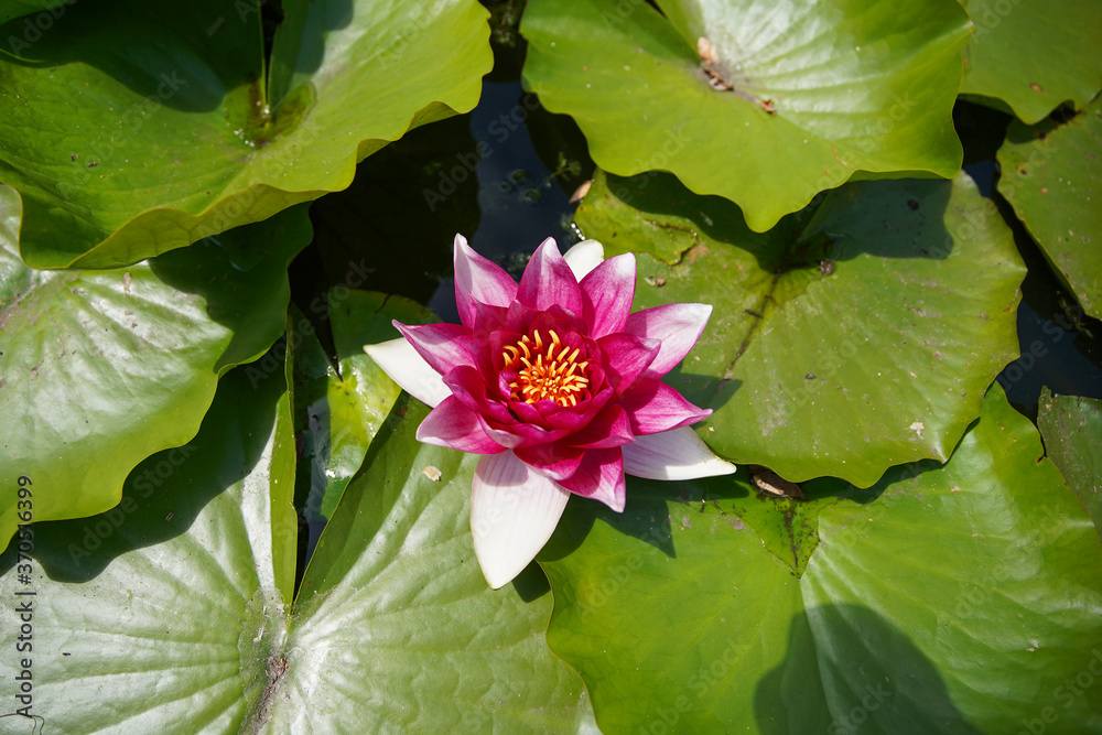 Beautiful pink water lily or lotus flowers in a garden pond, aquatic plant, symbol of buddhism. (Nelumbonaceae) Beautiful pink water lily or lotus flowers in a garden pond, aquatic plant, symbol of buddhism. (Nelumbonaceae)