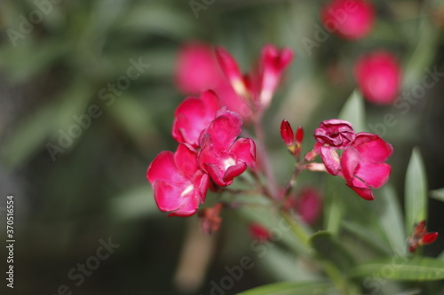 Flowers in the countryside