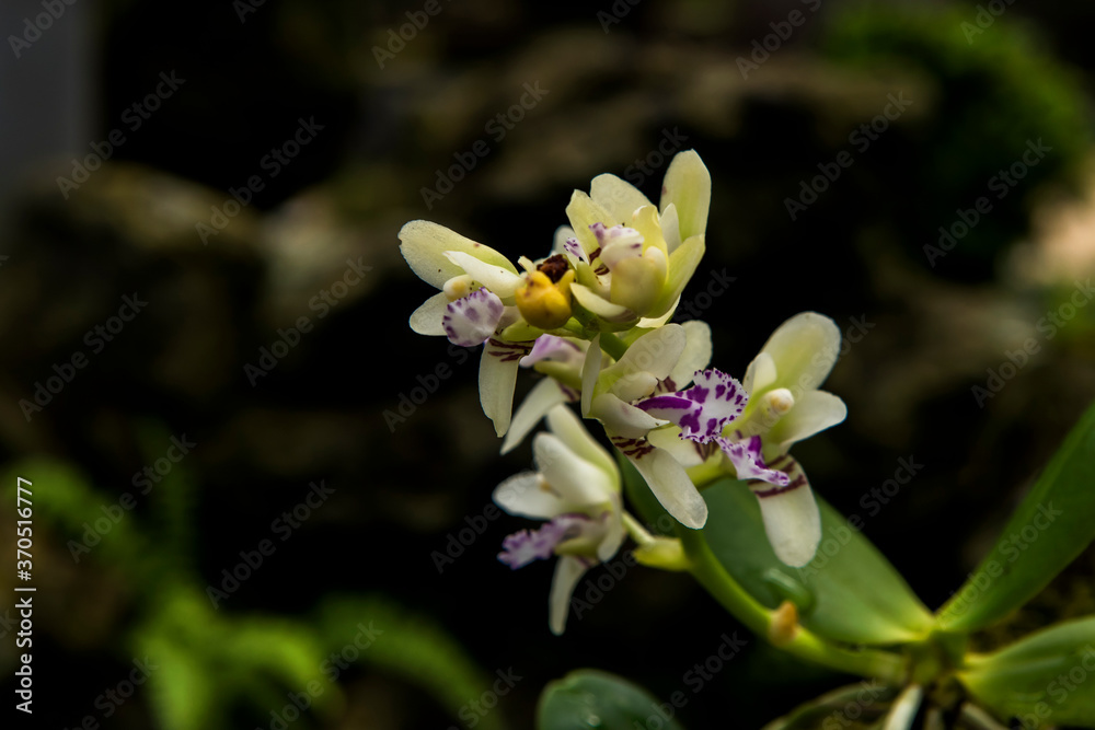 Fototapeta premium Beautiful Encylia Epiphytic orchid flower(Gastrochilus Aculifolius)C