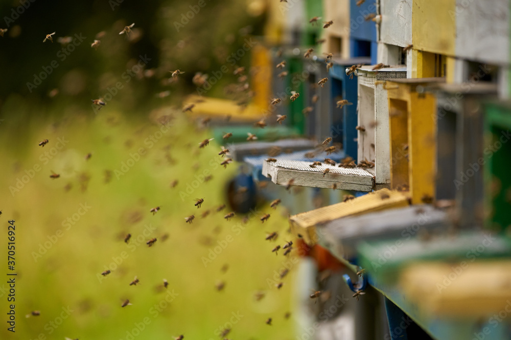 Bee hives in production mode Bee hives in production mode