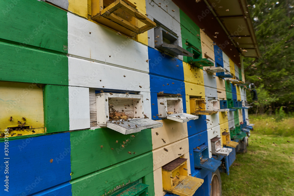 Bee hives in production mode