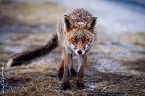 castelluccio di Norcia fox