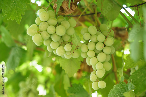 growing grapes with green leaves and sun flares