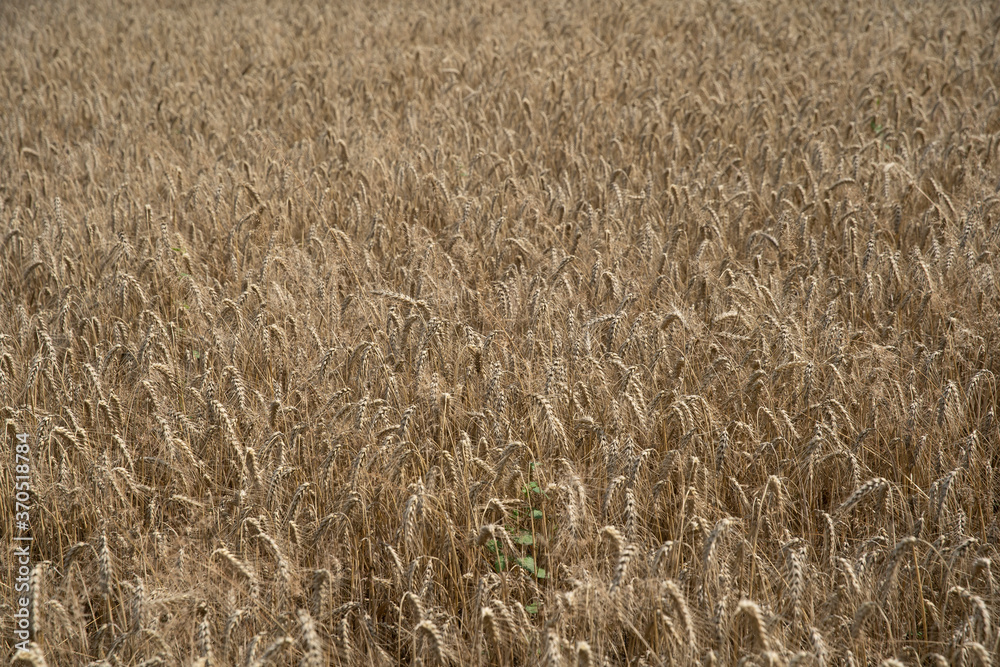 Golden wheat field close up image. Rich crop concept, blurred background. Golden wheat field close up image. Rich crop concept, blurred background.
