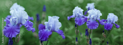 Banner beautiful purple iris flowers grow.
