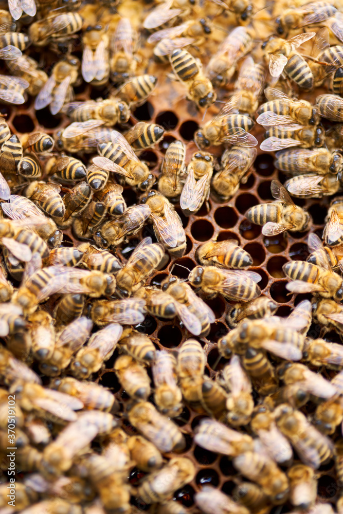 Bees inside the hive Bees inside the hive