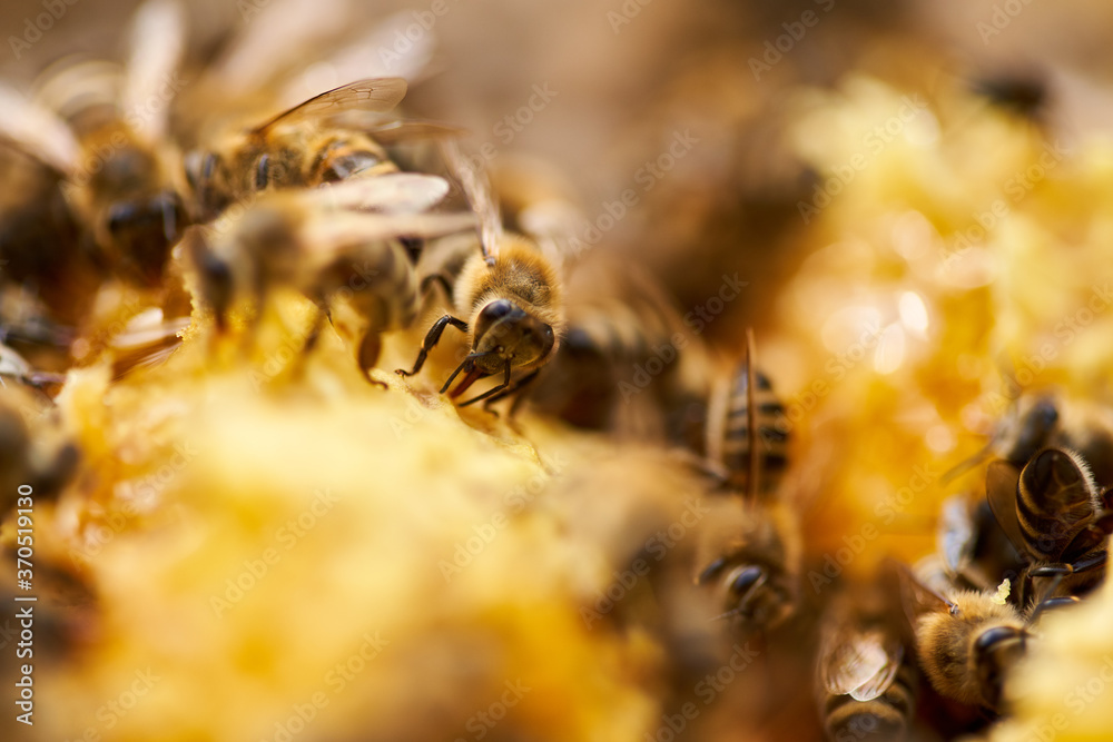 Bees inside the hive Bees inside the hive